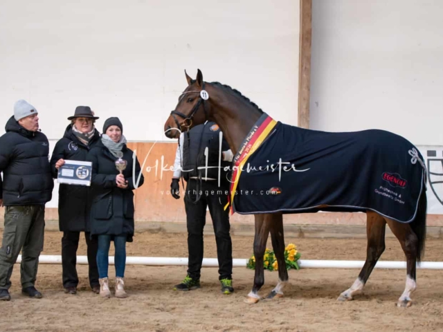 ZfdP Winterkörung Reitpferde 29