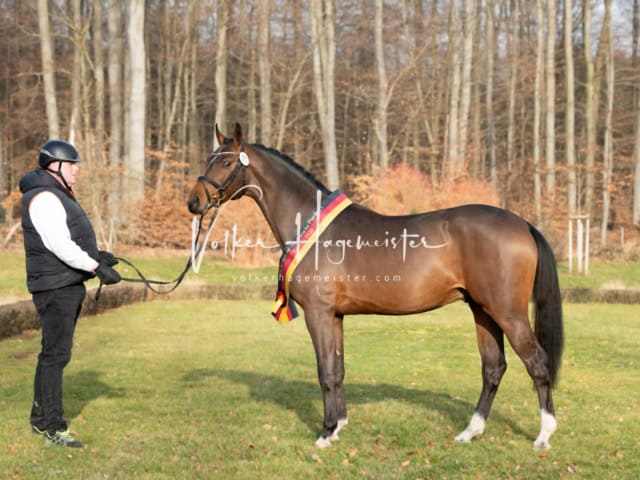 ZfdP Winterkörung Reitpferde 30