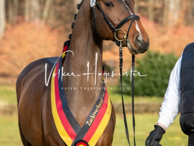 ZfdP Winterkörung Reitpferde 1