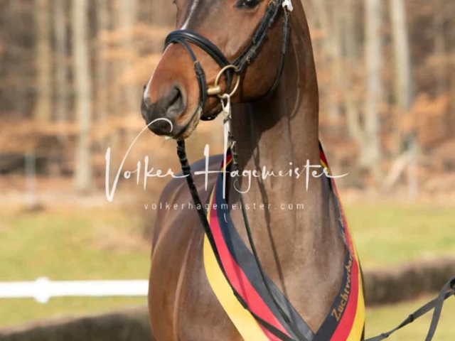 ZfdP Winterkörung Reitpferde 2