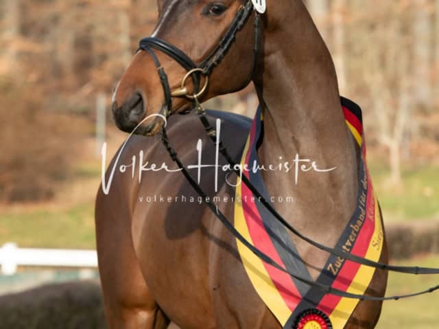 ZfdP Winterkörung Reitpferde 3