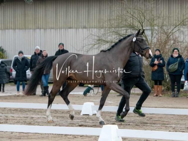 ZfdP Winterkörung Reitpferde 4