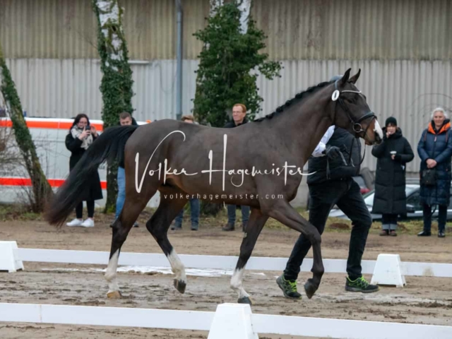 ZfdP Winterkörung Reitpferde 5