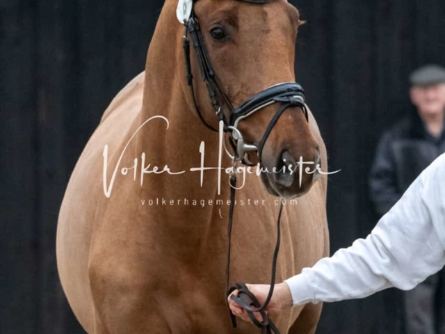 ZfdP Winterkörung Reitpferde 6