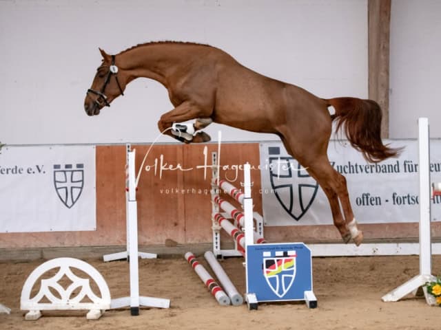 ZfdP Winterkörung Reitpferde 7