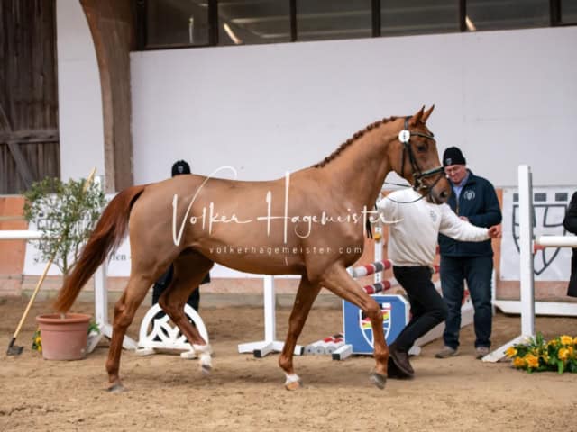 ZfdP Winterkörung Reitpferde 8