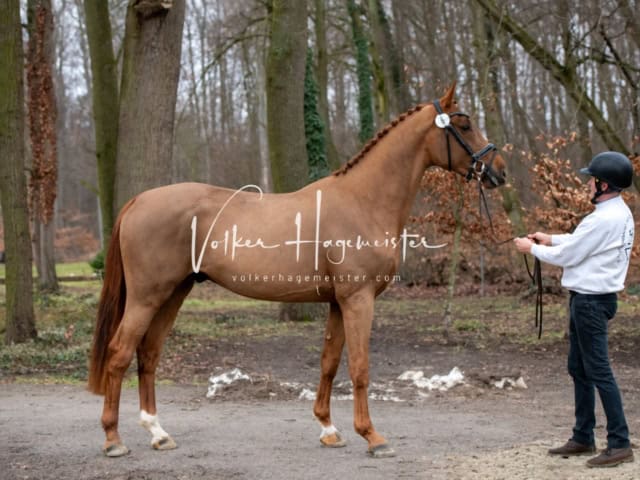 ZfdP Winterkörung Reitpferde 9