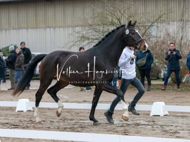 ZfdP Winterkörung Reitpferde 10