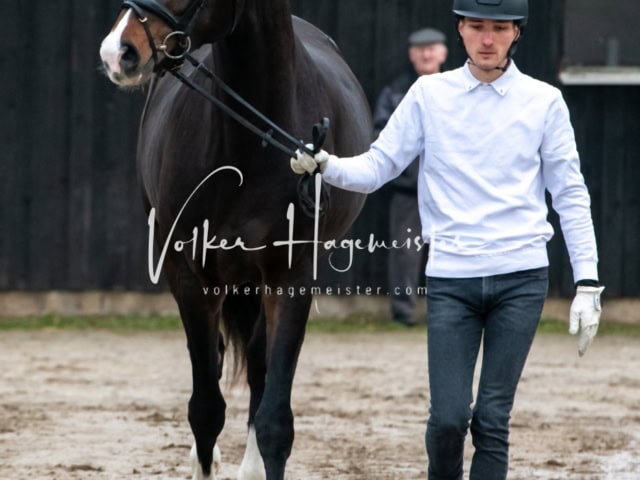 ZfdP Winterkörung Reitpferde 11