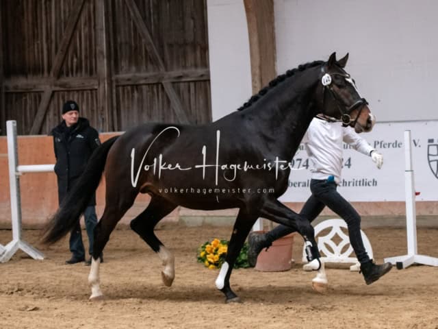 ZfdP Winterkörung Reitpferde 12