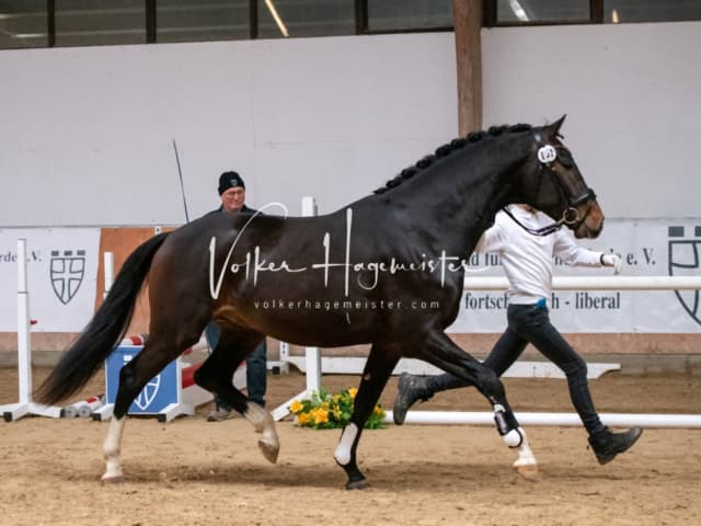 ZfdP Winterkörung Reitpferde 13