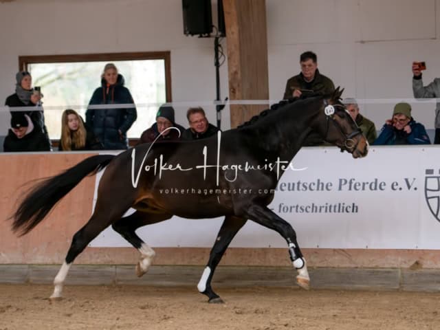 ZfdP Winterkörung Reitpferde 14