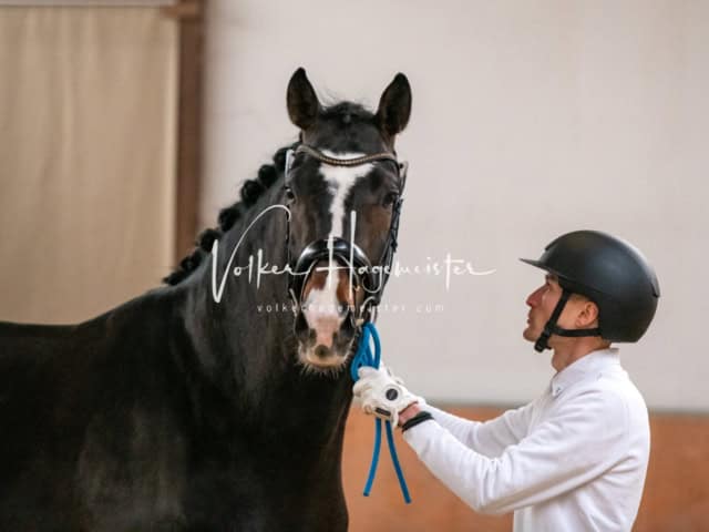 ZfdP Winterkörung Reitpferde 15