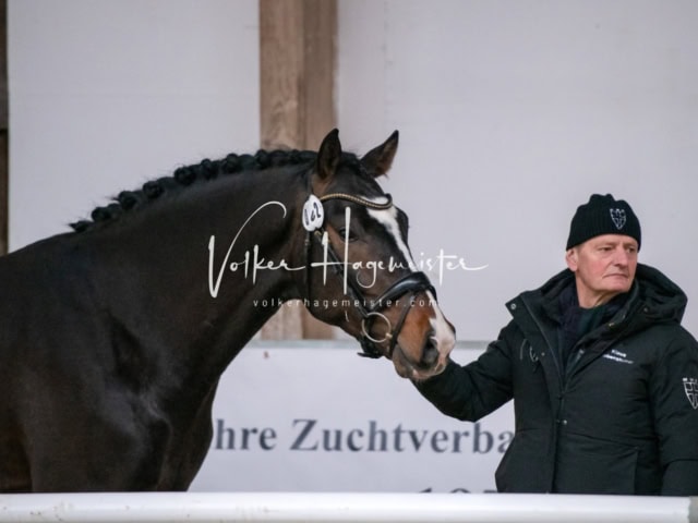 ZfdP Winterkörung Reitpferde 16