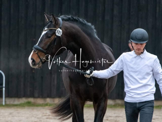 ZfdP Winterkörung Reitpferde 17