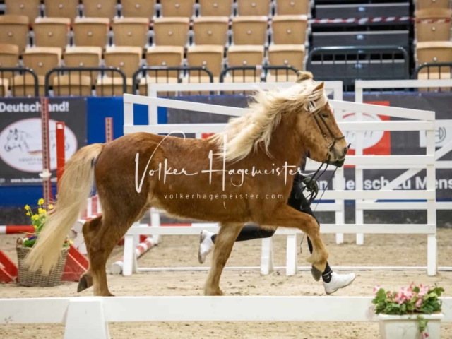 PSB Körung unsortiert Teil 1 9