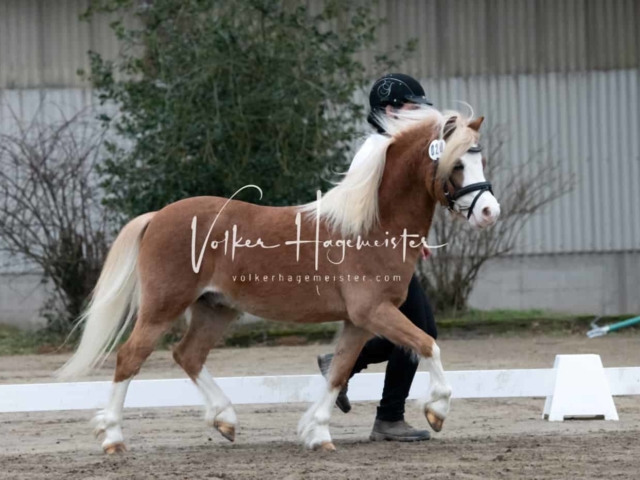 ZfdP Kranichstein Ponys 2