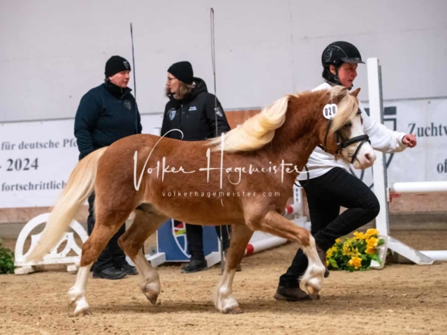 ZfdP Kranichstein Ponys 3