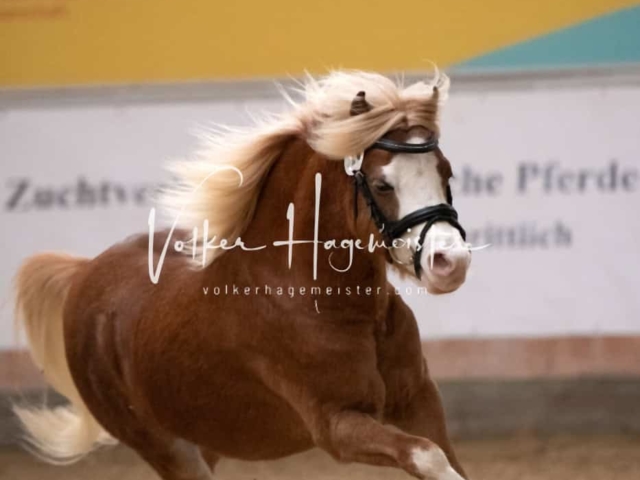 ZfdP Kranichstein Ponys 4