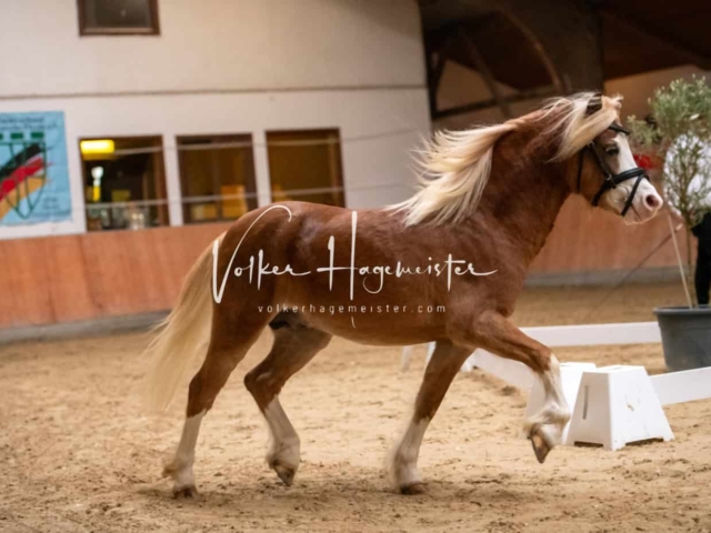 ZfdP Kranichstein Ponys 5