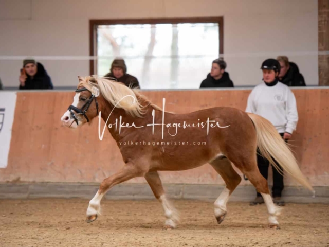 ZfdP Kranichstein Ponys 6