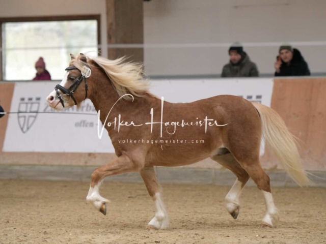 ZfdP Kranichstein Ponys 7