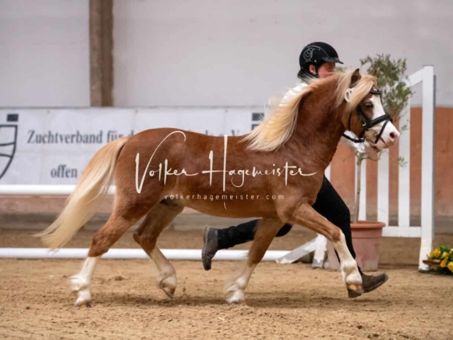 ZfdP Kranichstein Ponys 8