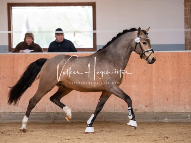 ZfdP Kranichstein Ponys 9