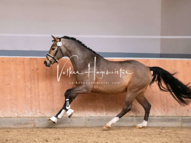 ZfdP Kranichstein Ponys 10