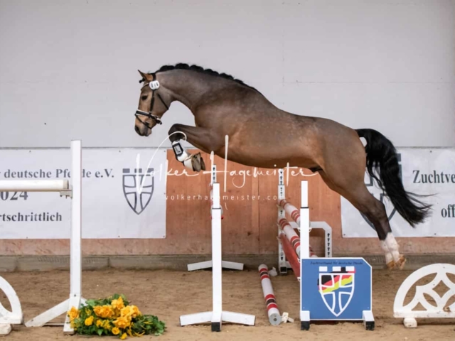 ZfdP Kranichstein Ponys 11