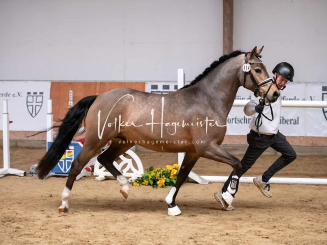 ZfdP Kranichstein Ponys 12