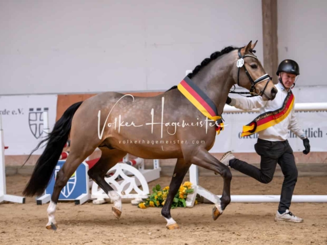 ZfdP Kranichstein Ponys 14