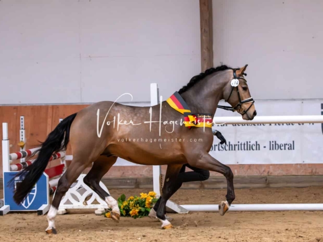 ZfdP Kranichstein Ponys 15