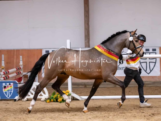 ZfdP Kranichstein Ponys 16