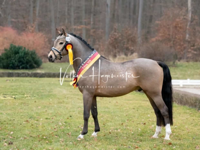 ZfdP Kranichstein Ponys 17