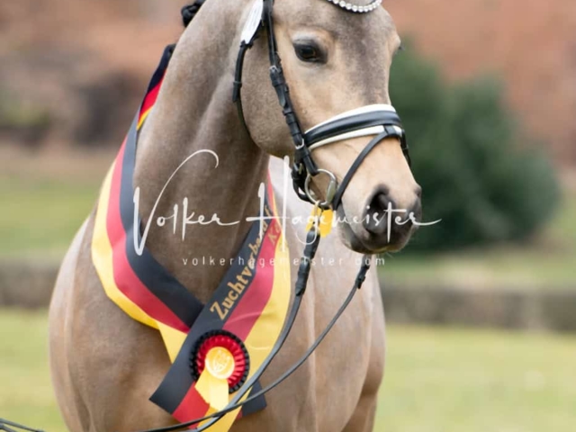 ZfdP Kranichstein Ponys 18