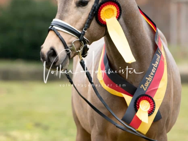 ZfdP Kranichstein Ponys 19