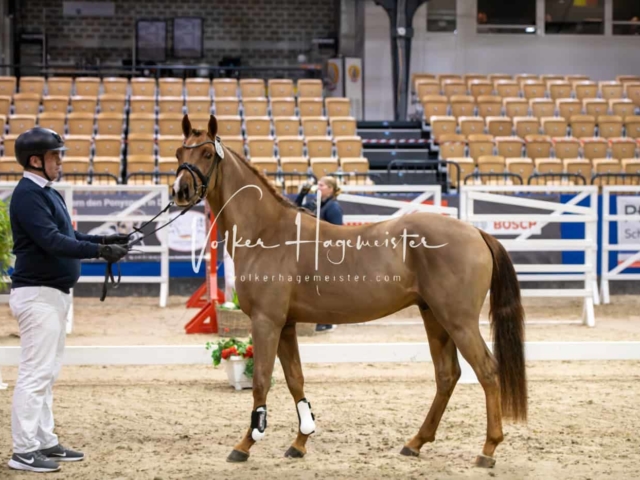 Impressionen PSB Körung Freitag 5