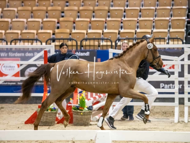 Impressionen PSB Körung Freitag 6