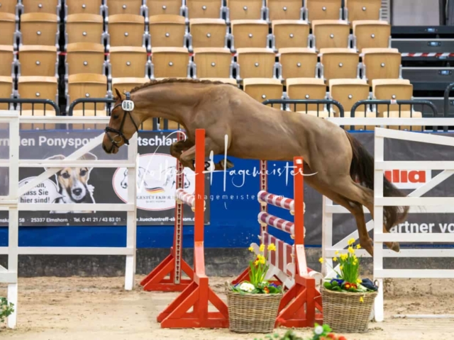 Impressionen PSB Körung Freitag 7