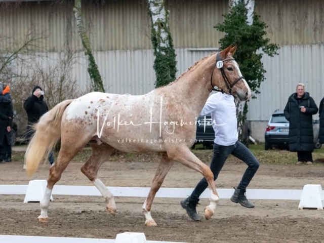 ZfdP Kranichstein Ponys 22