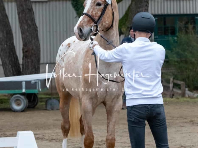 ZfdP Kranichstein Ponys 23