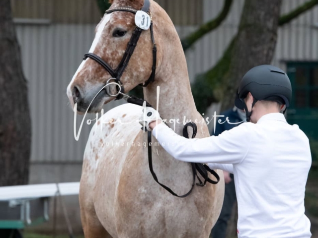 ZfdP Kranichstein Ponys 24