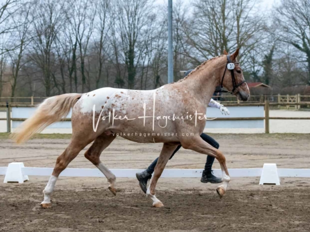 ZfdP Kranichstein Ponys 25