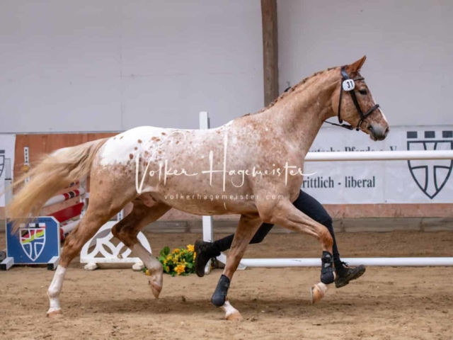 ZfdP Kranichstein Ponys 26