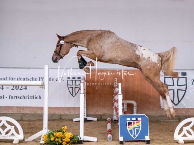 ZfdP Kranichstein Ponys 27