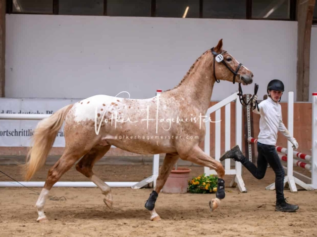 ZfdP Kranichstein Ponys 28