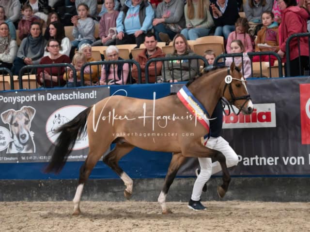 PSB Körung Schärpenträger 1