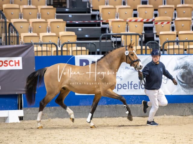 PSB Körung Schärpenträger 2