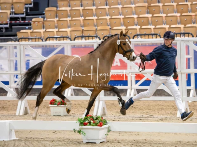 PSB Körung Schärpenträger 3